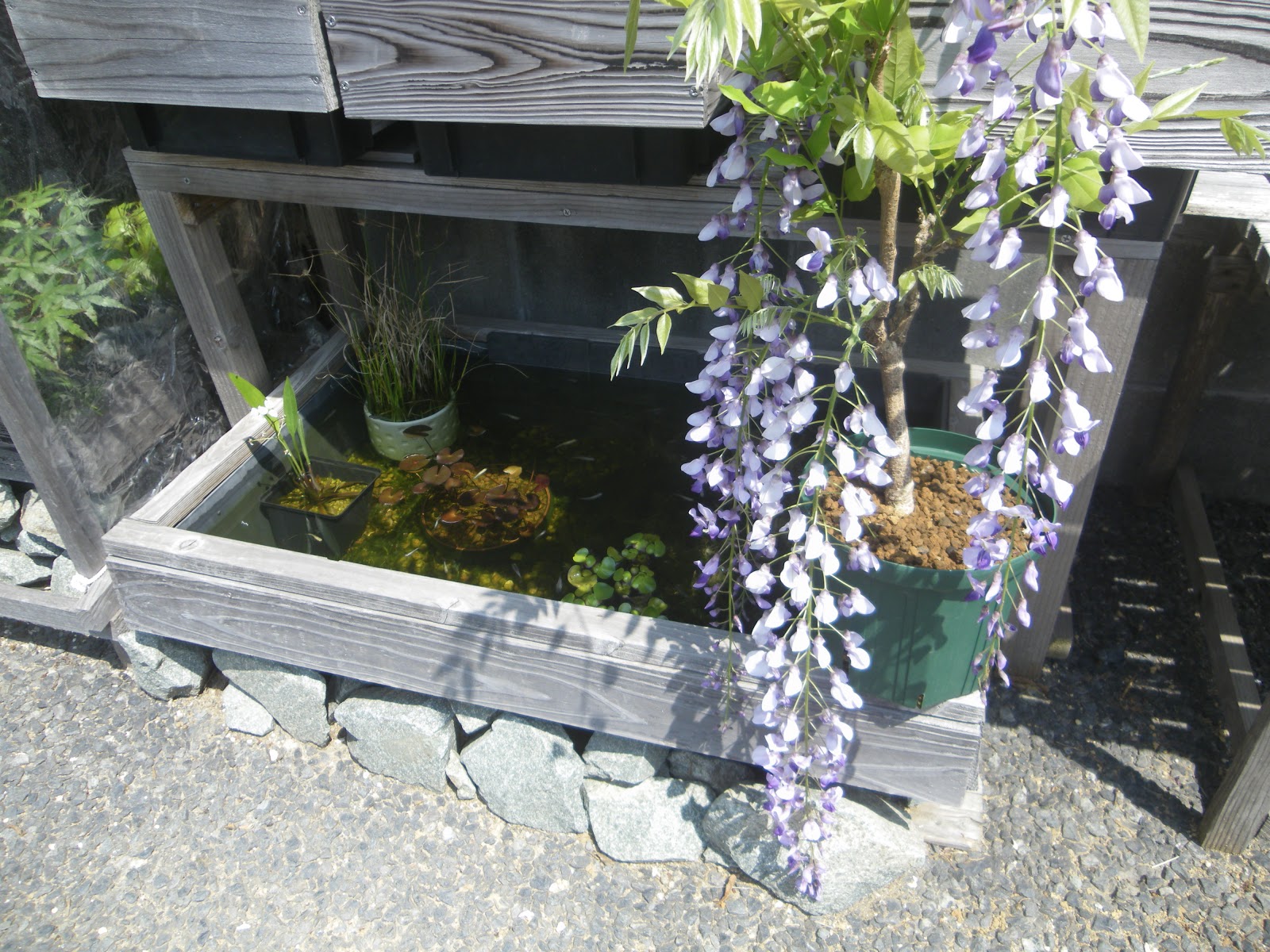 藤の育て方 鉢植えで藤の花を楽しむ メダカの大工