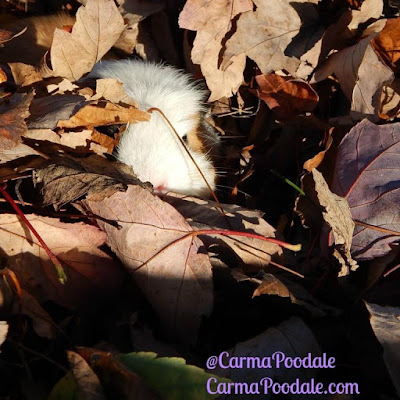 guinea pig looking out from under the leaves