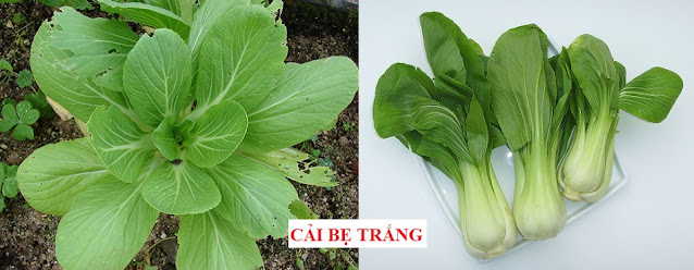 CÂY RAU LÀM THUỐC - CẢI BẸ TRẮNG-Brassica chinensis L