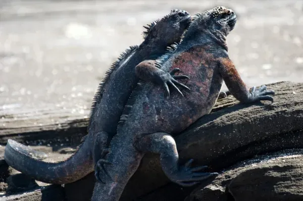 الإغوانا البحرية Marine iguana