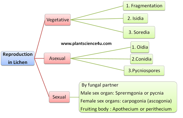 Reproduction in Lichen