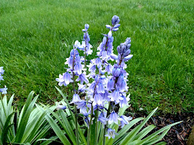 Original wood hyacinth photo I took last year