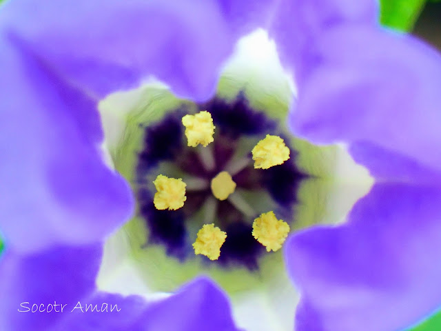 Nicandra physalodes