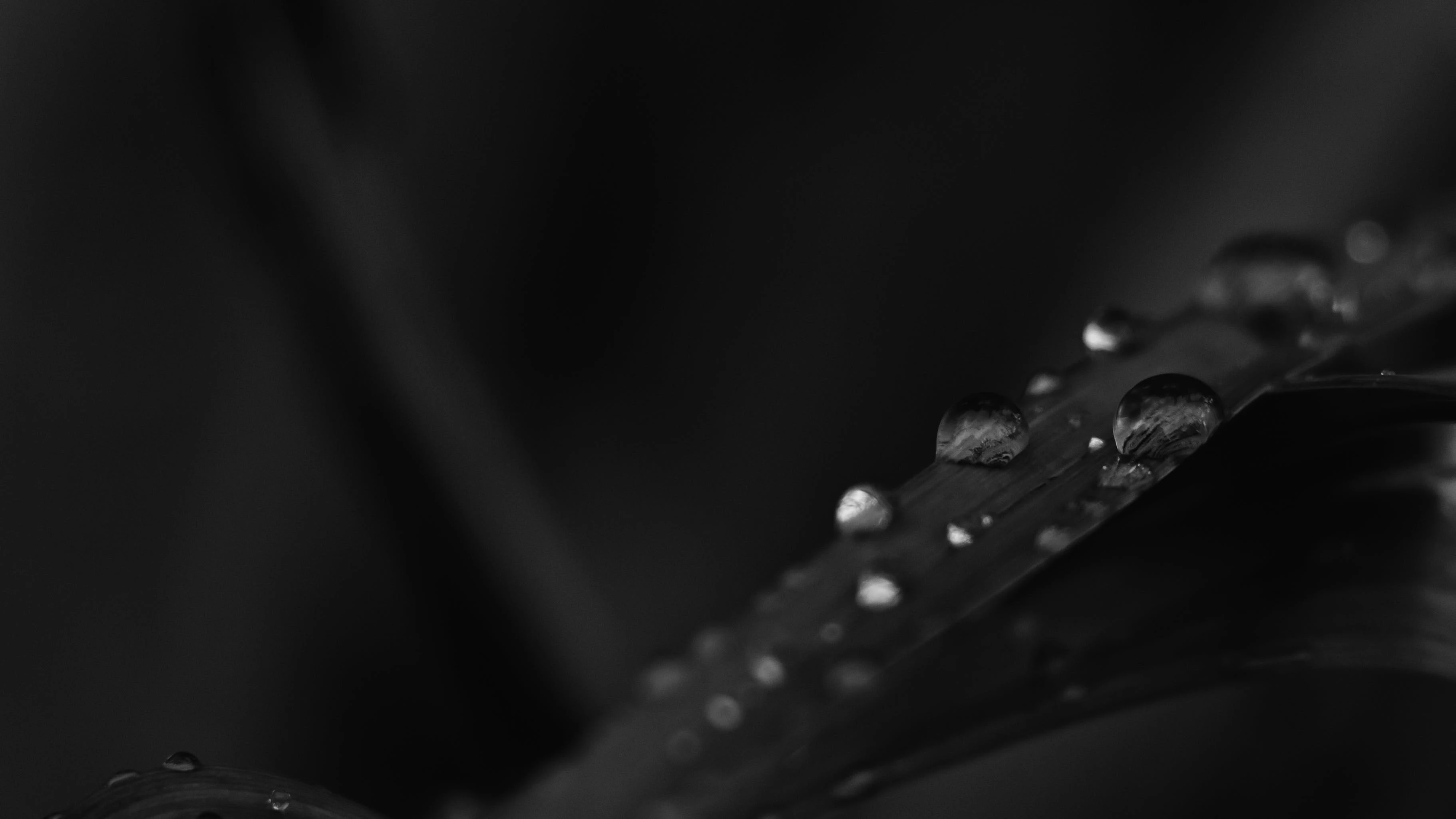 Leaf water drops black background
