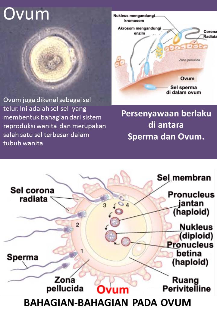 Proses Terjadinya Kehamilan Asuhan Kebidanan Lengkap dan 