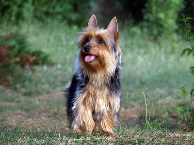 Australian Silky Terrier