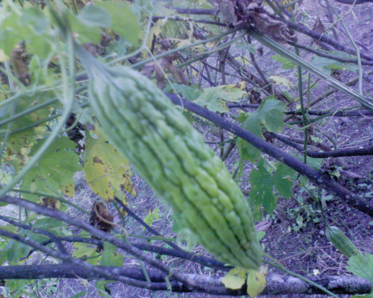 Sayur Sayuran Sukanegeri Sayur Paria Komering Sukanegeri