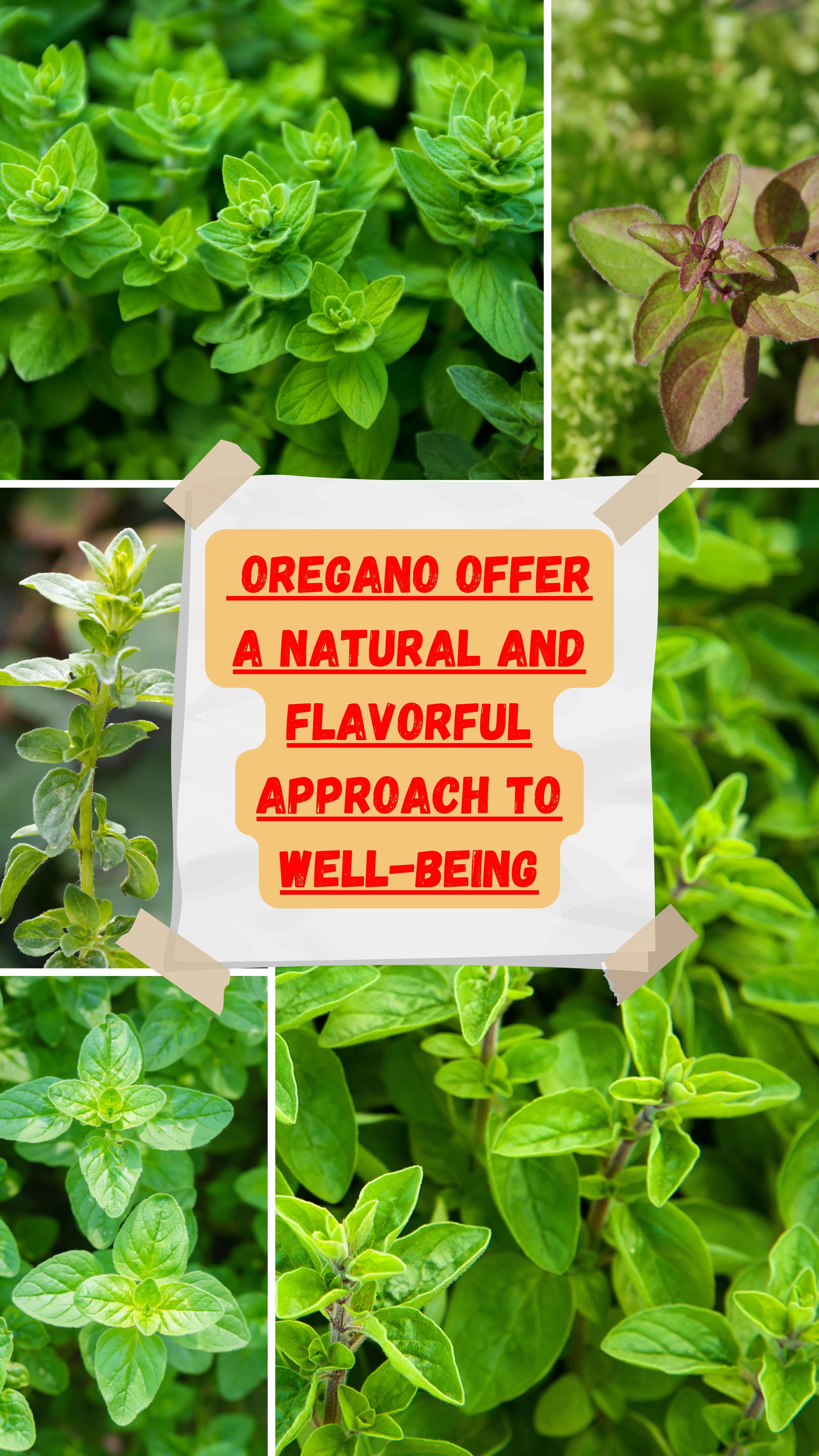 Whether enjoyed in a savory dish or brewed into a comforting tea, oregano adds not just flavor but also a touch of well-being to our lives.