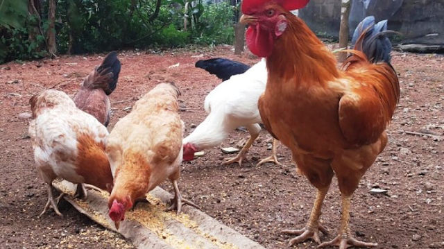 Manfaat Daging Bebek, Ayam, Burung Puyuh dan Angsa | Gemar Ternak dan