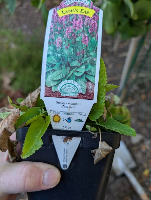Quart-sized Plugs of Stachys 'Hummelo'