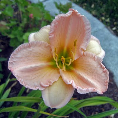 daylily wedding bouquet. Obviously this is a daylily