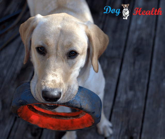 Labrador Behavior Problems - What They Actually Are and How to Fix Them