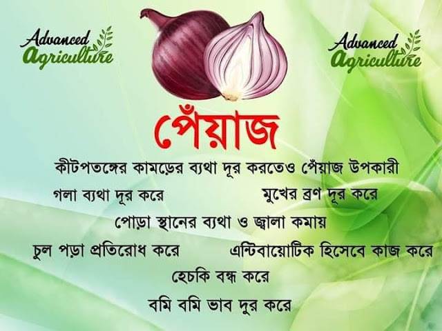 পেয়াজ   কীটপতঙ্গের কামড়ের ব্যথা দূর করতেও পেঁয়াজ উপকারী গলা ব্যথা দূর করে।  মুখের ব্রণ দূর করেপােড়া স্থানের ব্যথা ও জ্বালা কমায় চুল পড়া প্রতিরােধ করে এন্টিবায়ােটিক হিসেবে কাজ করে| হেচকি বন্ধ করে। বমি বমি ভাব দূর করে