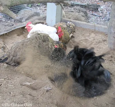 Feather as well as pare picking is a serious occupation behaviour exhibited past times chickens nether stress Chicken Picking Causes as well as Solutions