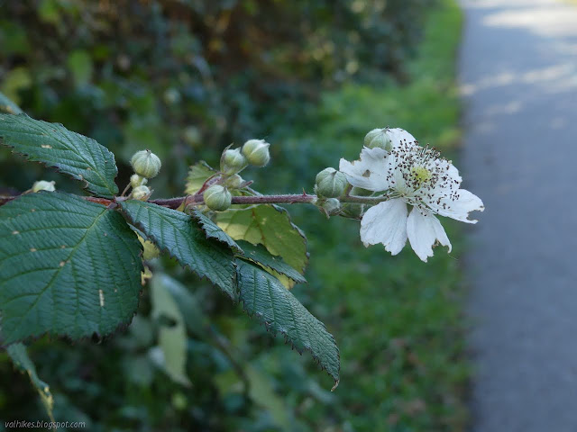 big white flower and many buds on a thorn covered branch