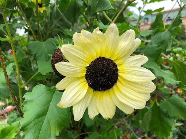 Helianthus debilis 'Vanilla Ice'