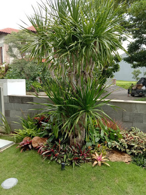 tukang taman rumah di banjar masin