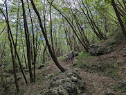 Trail 503 through forest on way up to Monte Alben