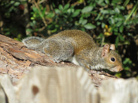 Squirrel Appreciation Day