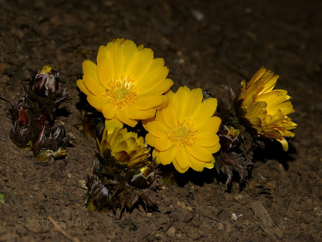 Adonis ramosa