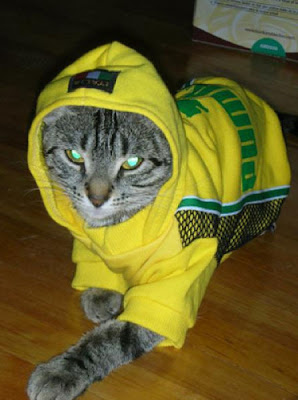 Cute Kittens In Hoodies Seen On www.coolpicturegallery.us