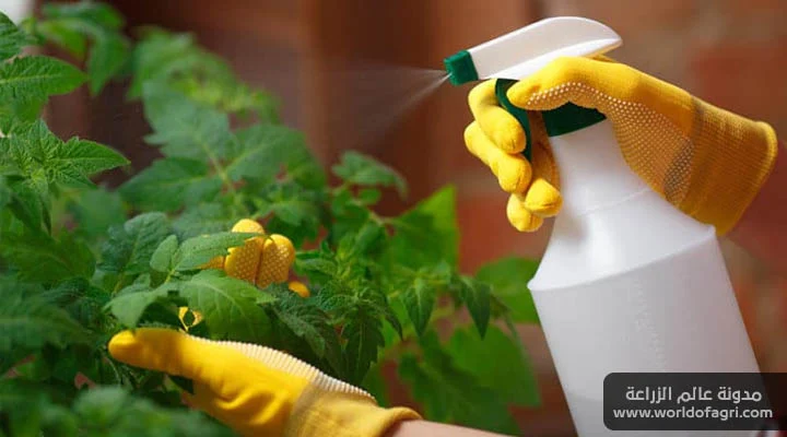 أسهل طريقة لتحضير مبيد زراعي طبيعي في المنزل من مكونات منزلية للقضاء على الآفات والحشرات الزراعية