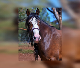 This is illustartion indicating the Clydesdale Horse Breed (One of the Most Popular Horse Breeds in the World)