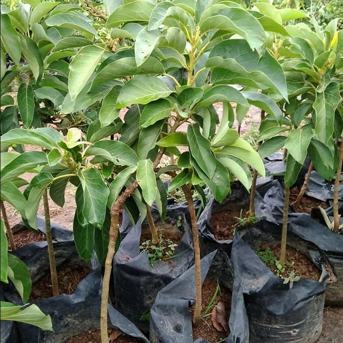 pohon alpukat nikol tanaman terlaris Sumatra Utara