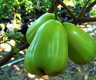 Budidaya Jambu Madu Super Green