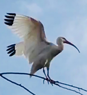 photo; waterfowl; American white ibis;