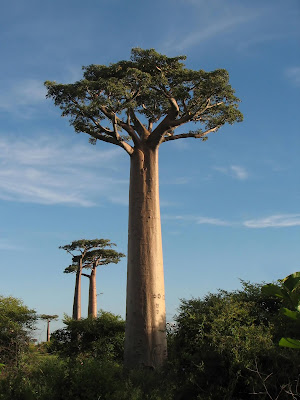 Adansonia Grandidieri