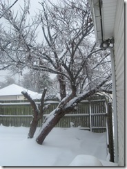snow days jan 2009 010