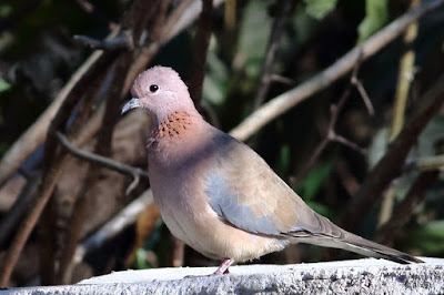 Laughing Dove