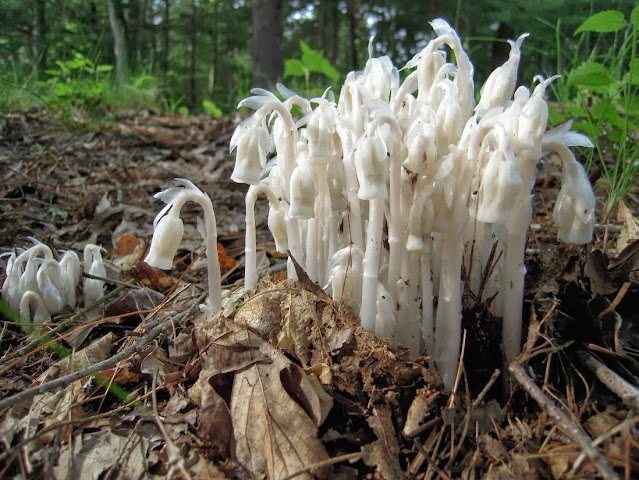 Вертляница одноцветковая / Подъельник одноцветковый (Monotropa uniflora)