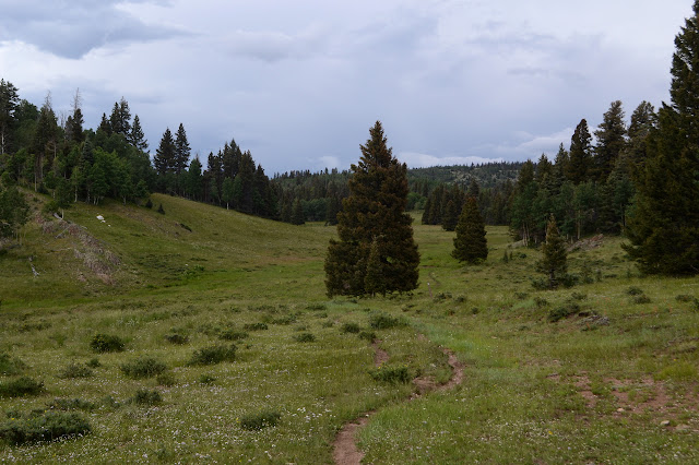 meadow with a winding trail