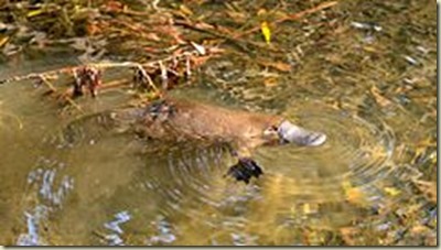 240px-Wild_Platypus_4