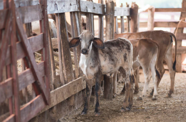 bezerro-curral-rural-bezerros-calves-calf-corral