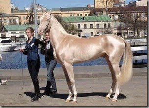 Most beautiful horse
