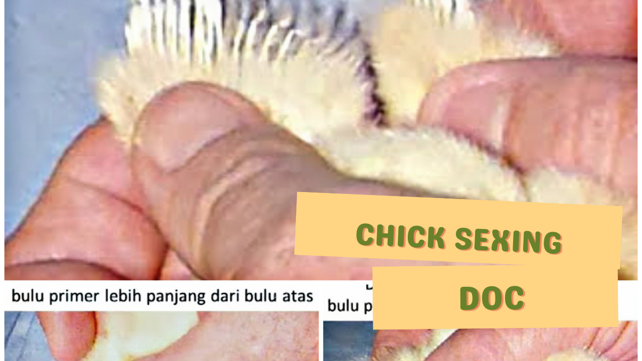 https://www.kerjaayam.com/2022/10/chick-sexing-pada-anak-ayam.html