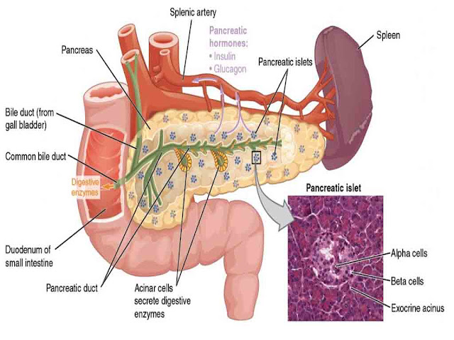 अग्नाशय की स्थिति और निकलने वाले हॉर्मोन्स | Pancreas and its Hormones