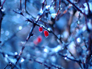 Freezing Tree Nature HD Wallpaper