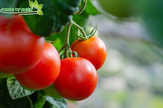  Cà chua giúp giảm huyết áp cao như thế nào?