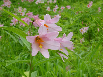 Лилия красноватая (Lilium rubellum)