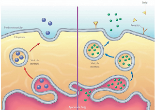 Imagen explicativa de la exocitosis