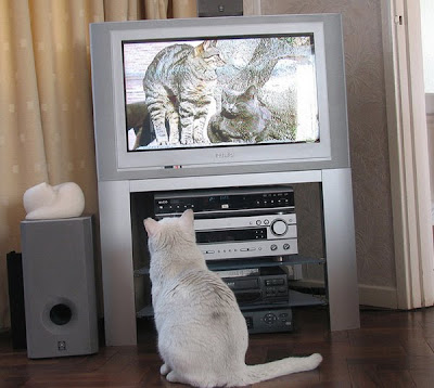 Cat Watching Cat On TV Seen On www.coolpicturegallery.us