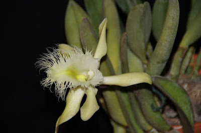 Rhyncholaelia digbyana care and culture