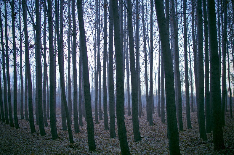boardman-tree-farm-9 boardman-tree-farm-9