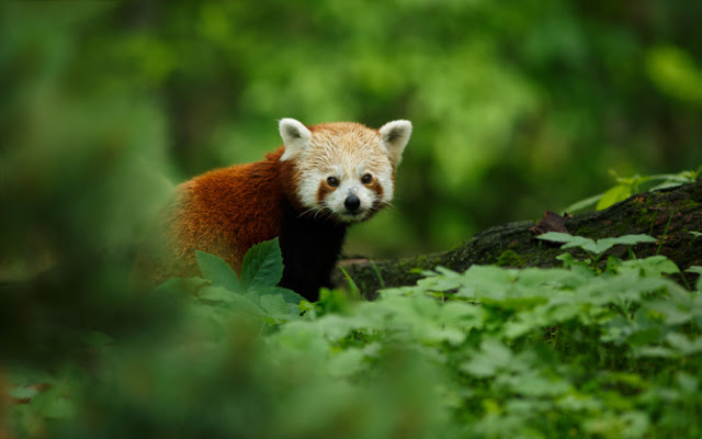 Red Panda - Panda Rojo