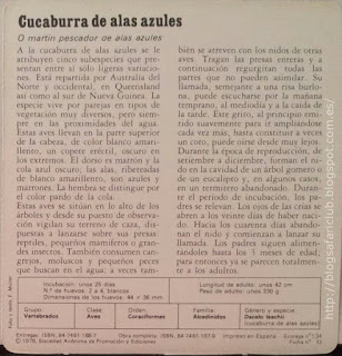 Fichas Safari Club, características de la Cucaburra de alas azules