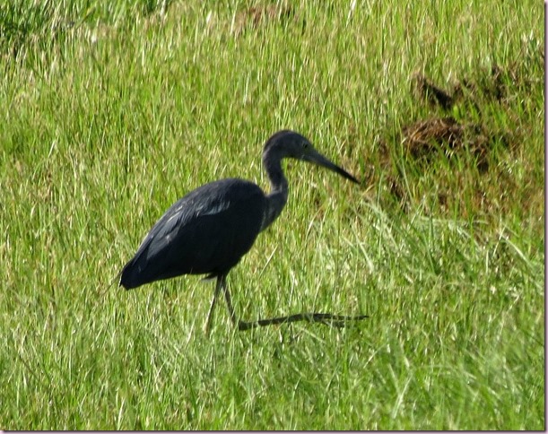littleblueheronIMG_1802